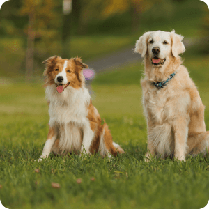 Dogs